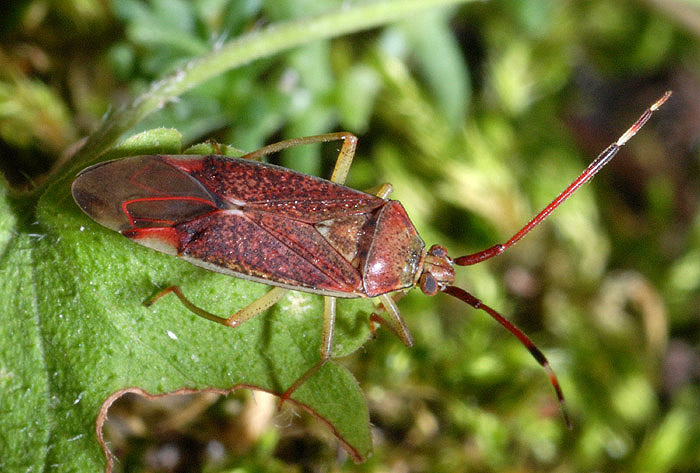 Miridae: Pantilius tunicatus dell''Emilia (RE)